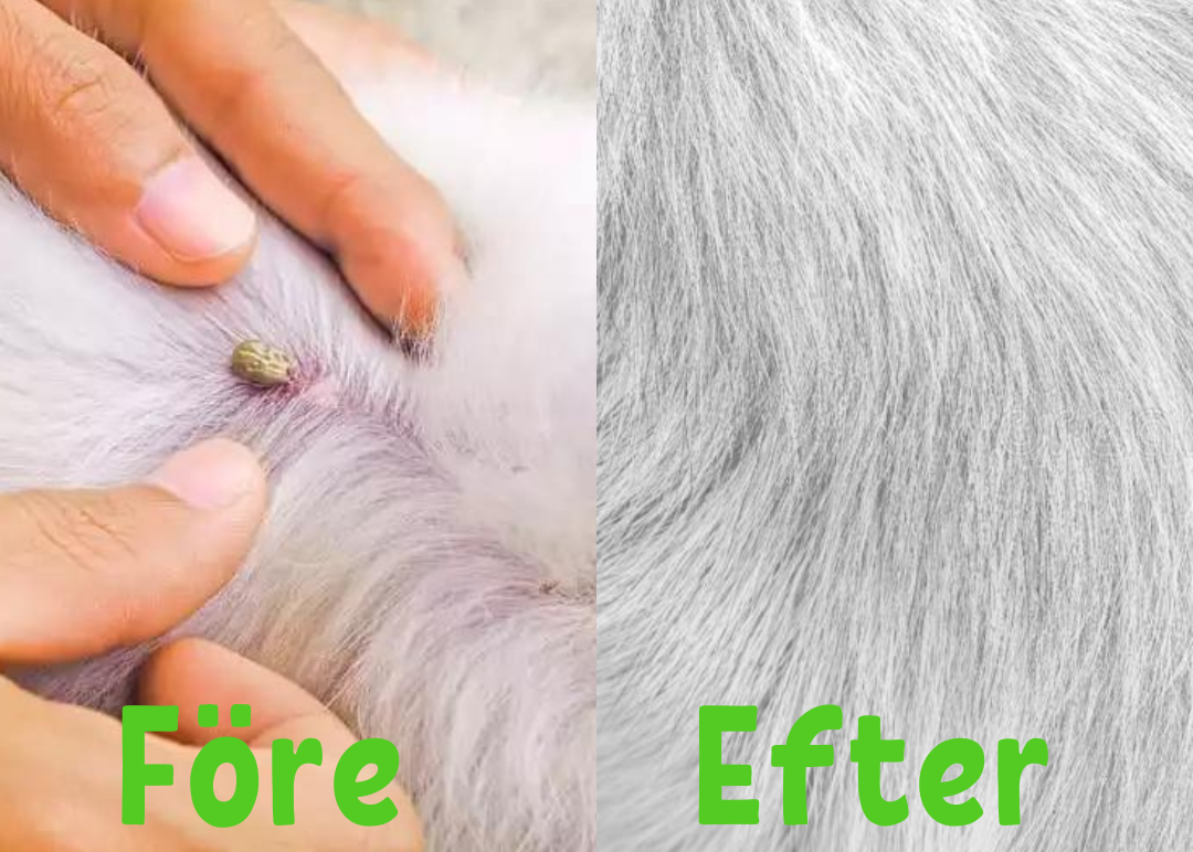 Halsband tegen Vlooien en Teken voor Honden Bescherming
