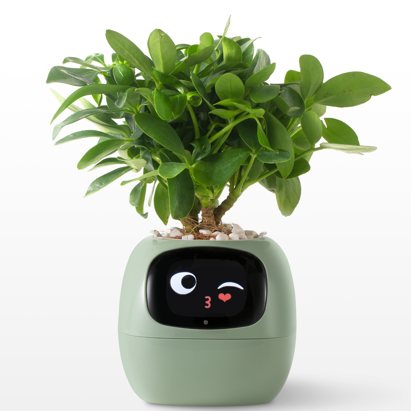 Emoji Bloempot Kleurrijk Creatief Decoratie