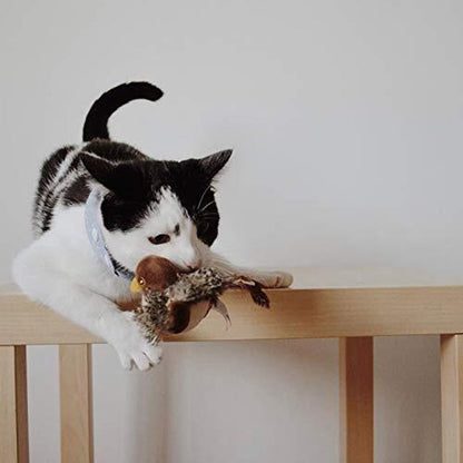 Katten Speelkameraad Veilig Interactief voor Kattenvermaak