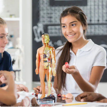 Kinderen Leermodel Anatomie Educatief Speelgoed