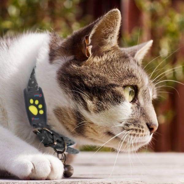 GPS Kat Tracker Halsband met Real-Time Locatiebepaling - Velinix