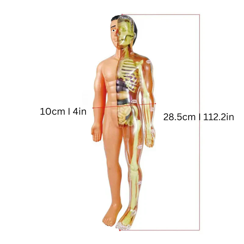 Kinderen Leermodel Anatomie Educatief Speelgoed