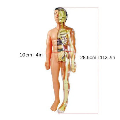 Kinderen Leermodel Anatomie Educatief Speelgoed