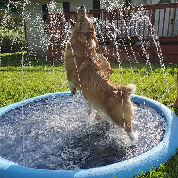Honden Speelgoed en Accessoires voor Watersport