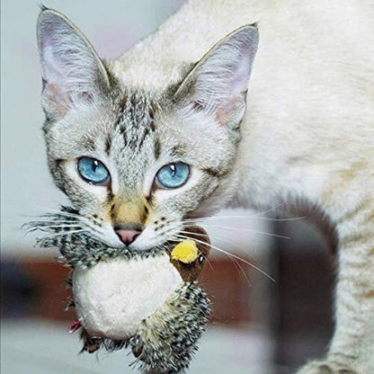 Katten Speelkameraad Veilig Interactief voor Kattenvermaak