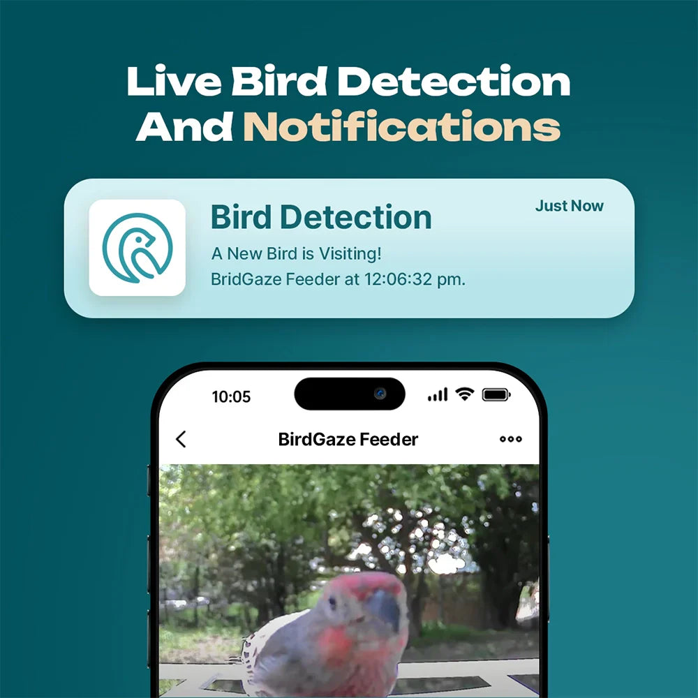 Slimme Vogelvoederplaats met Camera en Wi-Fi
