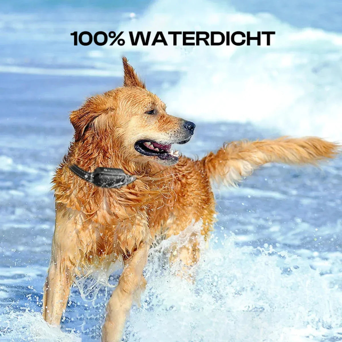 Honden Trainingshalsband Elektrisch Waterdicht met Afstandsbediening