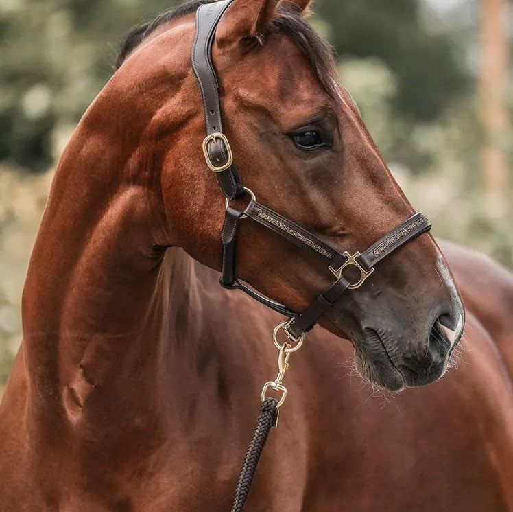 Paardenliefhebbers Adventskalender 2025 EquiTrend