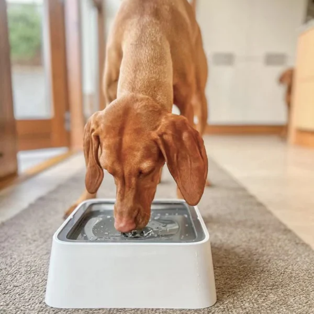 AquaFloat™ – De Slimme Anti-Lek Drinkbak voor Honden