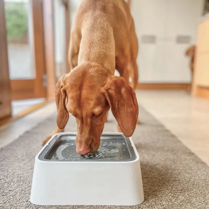 AquaFloat™ – De Slimme Anti-Lek Drinkbak voor Honden