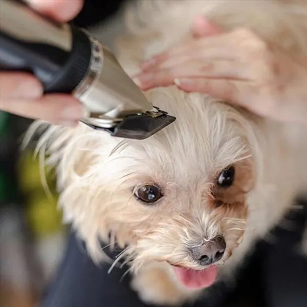 Draadloze Honden Trimmer Stil en Veilig voor Thuisgebruik