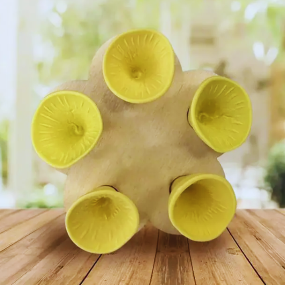 Bijvriendelijke Waterbak voor Tuin en Tuinpaddenstoelen