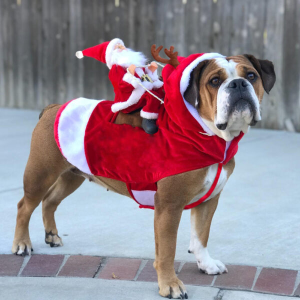 Kerstoutfit Honden - Knus en Verstelbaar Kerstpakje - Velinix
