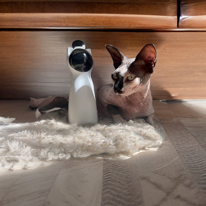 Laser Speelgoed voor Katten Gezond en Gelukkig