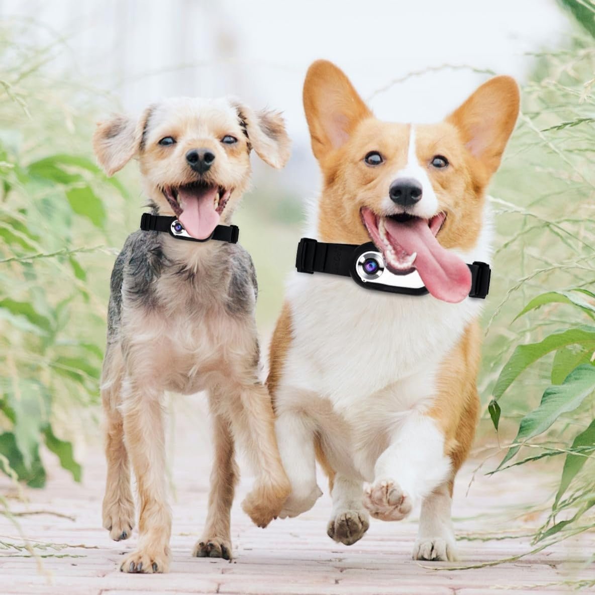 PetCam Halsband Camera - HD Mini Opname voor Honden en Katten