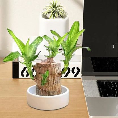 Elegante Luchtreiniger voor Thuis en Kantoor