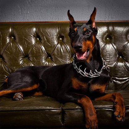 Hond Halsband Pincher Stijl B Leer - Velinix