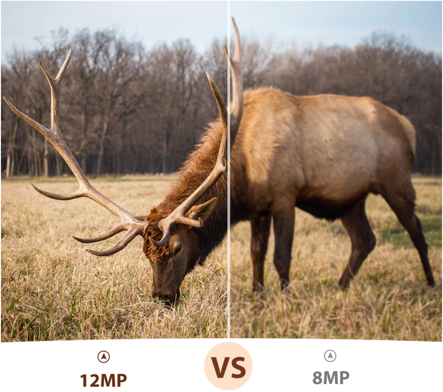 Wi-Fi Wildlife Camera Outdoor Bewegingsdetectie