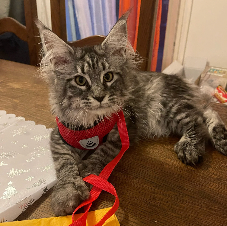 Kat Harnas en Leash Set, Ademend en Verstelbaar voor Katten en Kittens
