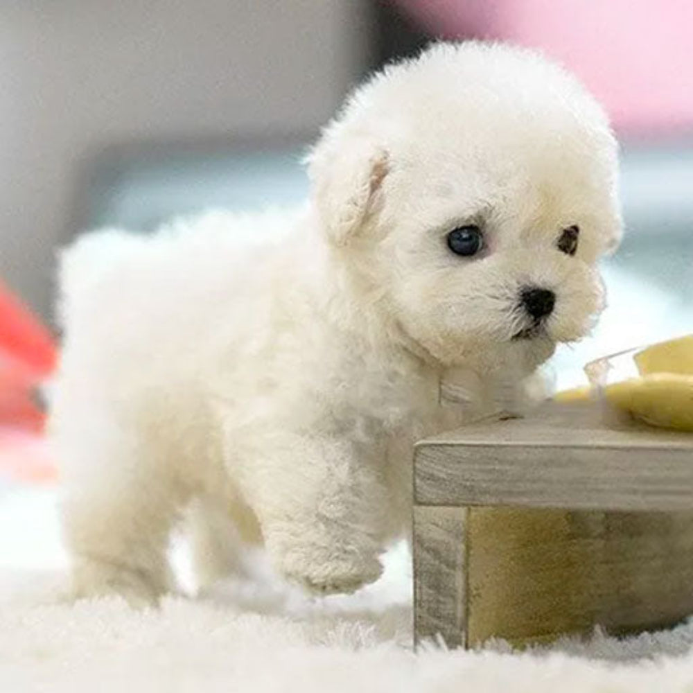 Interactieve Pluche Hond Speelgoed met Bewegingen