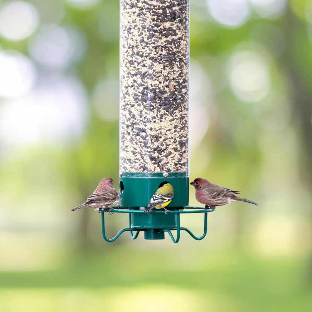 Eekhoornbestendig Vogelvoederhuis Metaal Hangend voor Tuin