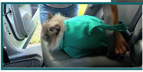 Kattenreistas en Verzorgingstas Set