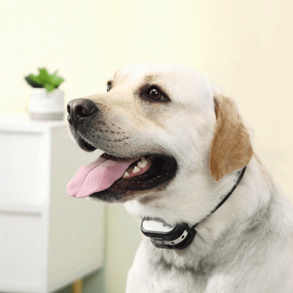 Draadloze Honden Trainhalsband met Elektronische Omheining