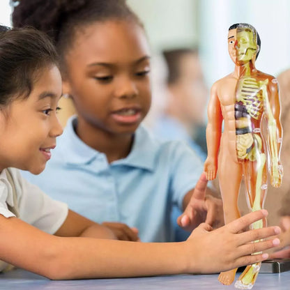 Kinderen Leermodel Anatomie Educatief Speelgoed - Velinix