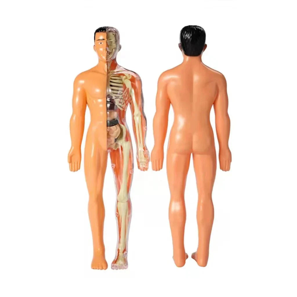 Kinderen Leermodel Anatomie Educatief Speelgoed