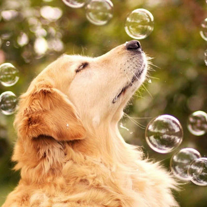 BubbleJoy | Plezierige en Betoverende Wensen voor Ieder Moment
