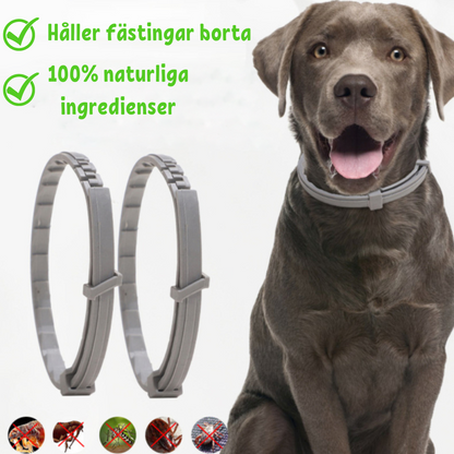 Halsband tegen Vlooien en Teken voor Honden Bescherming