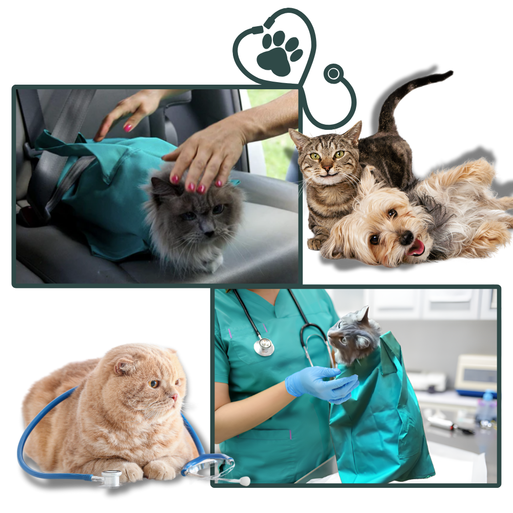 Katten Reis Tas Comfortabel en Veilig