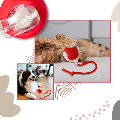 Kattenbal Speelgoed Interactief met Beweging
