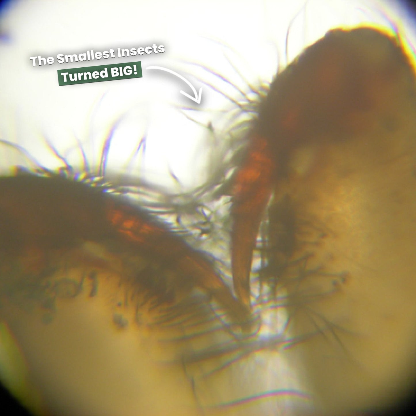 Microscoop HD Camera voor Mobiel Onderzoek Overal